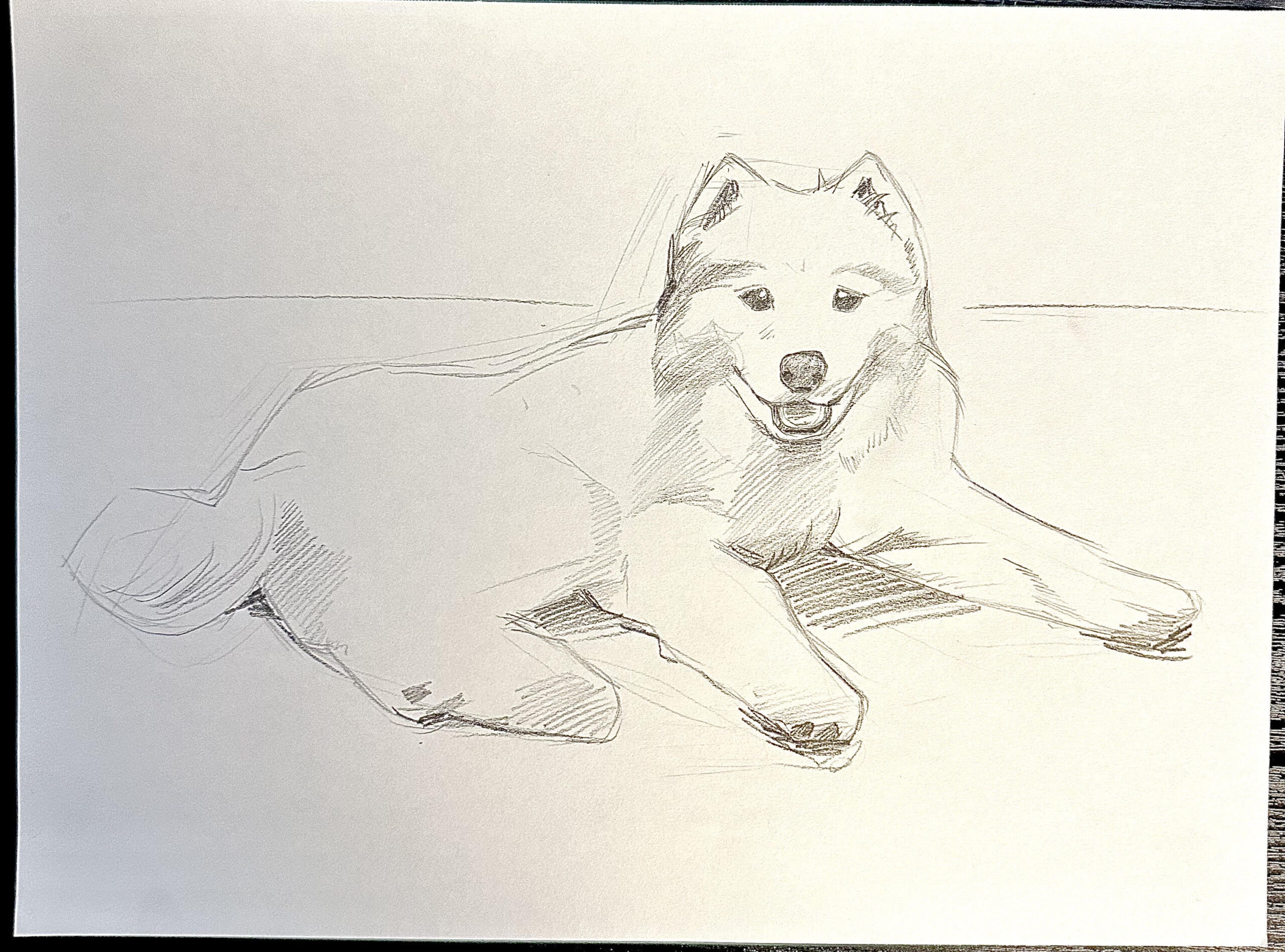 Custom Pet Sketch Based Off Your Photo